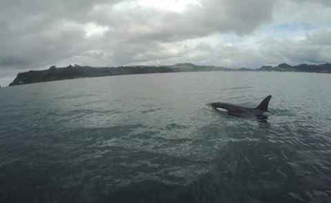 Orca SUP Encounter in New Zealand