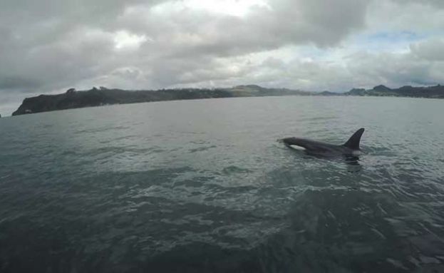 Orca SUP Encounter in New Zealand