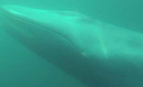 Man Standup Paddles With Rare Blue Whale