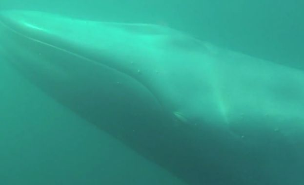 Man Standup Paddles With Rare Blue Whale