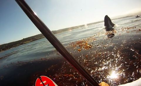 Standup Paddling With Whales