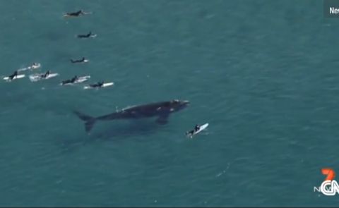 Surfers Have Close Encounter With Southern Right Whale