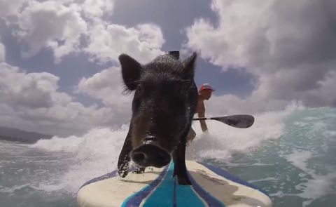 Meet Kama The Surfing Pig