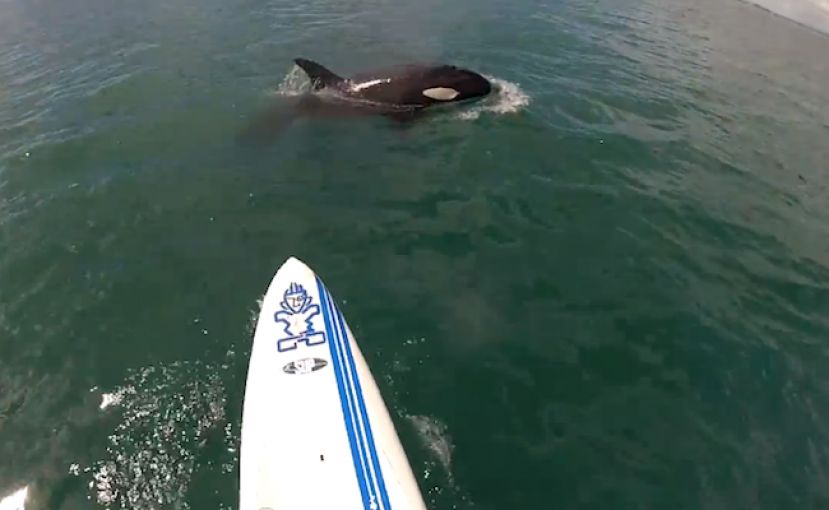 SUP Encounter With Orca