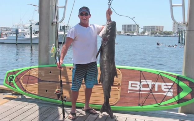 SUP Fisherman Catches Massive Cobia