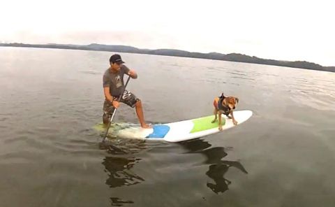 SUP’ing With Your Furry Friend