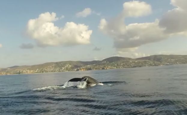 Paddler Experiences Whales, Dolphins And Seals In One Paddle