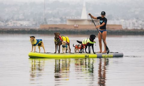 Samantha Eastburn with a pack of pups. | Photo: Isle Surf &amp; SUP.