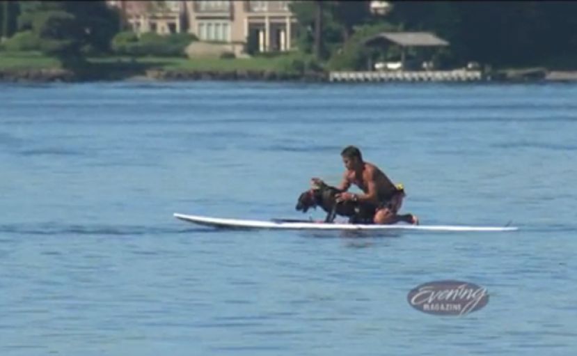 Paddleboarder Saves Drowning Dog