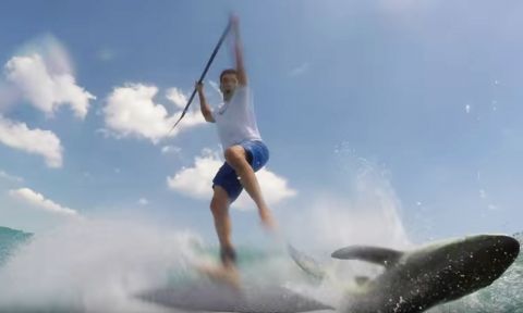 Paddle Boarder Collides With Jumping Shark