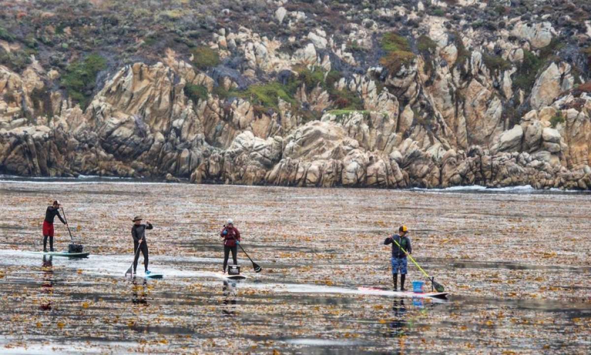 Protecting Our Ocean Environments Through Paddle Boarding